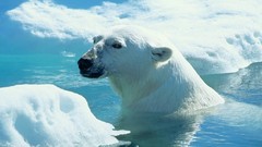 Animals national geographic