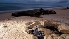 Animals national geographic