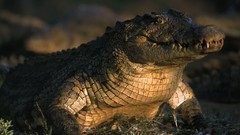 Animals national geographic