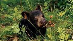 Animals national geographic Bears