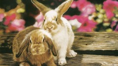 Animals national geographic Bunnies