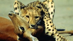Animals national geographic cheetahs