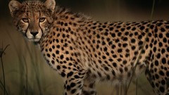 Animals national geographic cheetahs