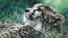 Animals national geographic cheetahs
