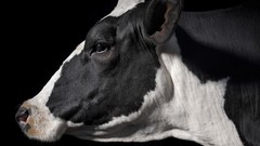 Animals national geographic Cows