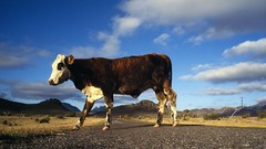 Animals national geographic Cows