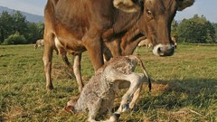 Animals national geographic Cows