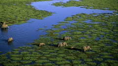 Animals national geographic elephants