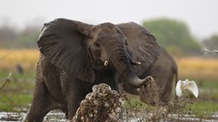 Animals national geographic elephants
