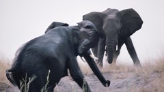 Animals national geographic elephants