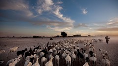 Animals national geographic Goats