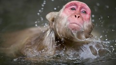 Animals national geographic japanese macaque