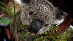 Animals national geographic koalas