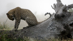 Animals national geographic Leopards