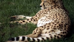Animals national geographic Leopards