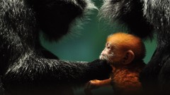 Animals national geographic monkeys