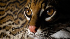 Animals national geographic ocelots