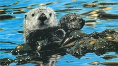 Animals national geographic Otters