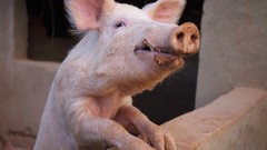 Animals national geographic pigs