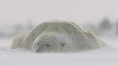 Animals national geographic Polar