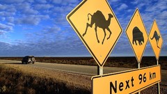 Animals national geographic roads