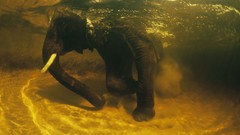 Animals national geographic swimming