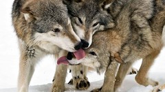 Animals national geographic Wolves