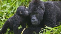 Animals national park Uganda baby animals gorillas