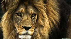 Animals nature big cats Mammals lion