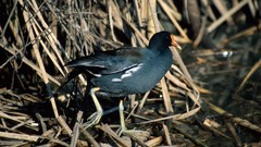 Animals nature Birds