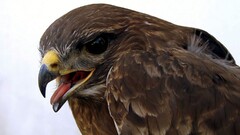 Animals nature Birds eagle