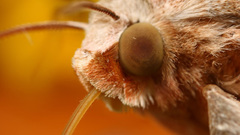 Animals nature insects photography