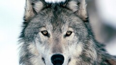Animals nature wolf