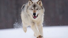 Animals nature wolf snow Run