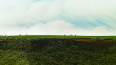 Animals New Zealand silhouettes farmland