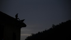 Animals night dark iran