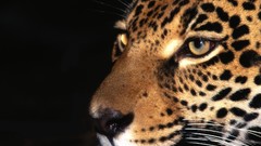 Animals night jaguars S.T.A.L.K.E.R.