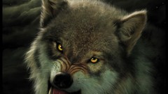 Animals night room moon Wolves angry bats