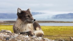 Animals Norway arctic fox