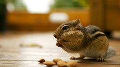 Animals nuts backyard chipmunks