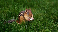 Animals nuts C4 backyard chipmunks