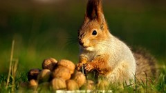 Animals nuts eating squirrels