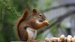Animals nuts squirrels