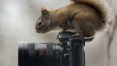 Animals Objects Cameras riding wild animals squirrels