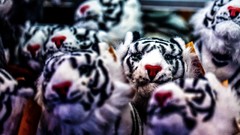 Animals Objects white lions