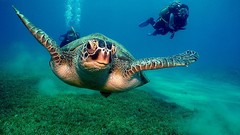 Animals ocean diver turtles
