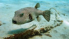 Animals ocean fish Spotted