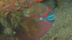 Animals ocean fish underwater