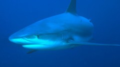 Animals ocean Sharks