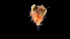 Animals ocean snails minimalistic